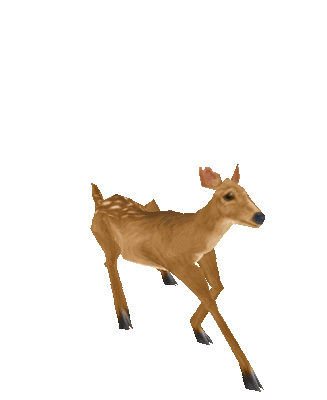 cute deer